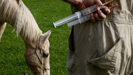 Veterinarian Suicide