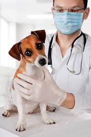 Dog Being Checked By Veterinarian