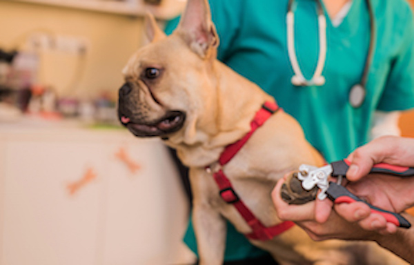 Vet Trimming Dog Nails