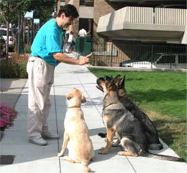 Vladae Roytapel traing several dogs