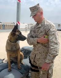 War dog