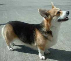 Welsh Corgi