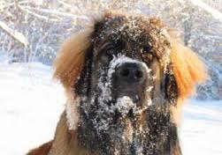 Dog in snow