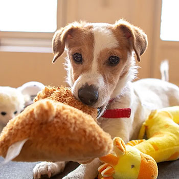 Enrich your dog winter lifestyle