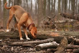 Dog in woods