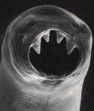 Worm with teeth