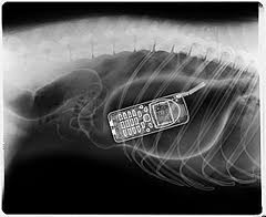 X-ray of cell phone in dog's stomach
