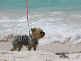 Yorkie on beach