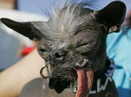 Elwood - Worlds Ugliest Dogs Passes