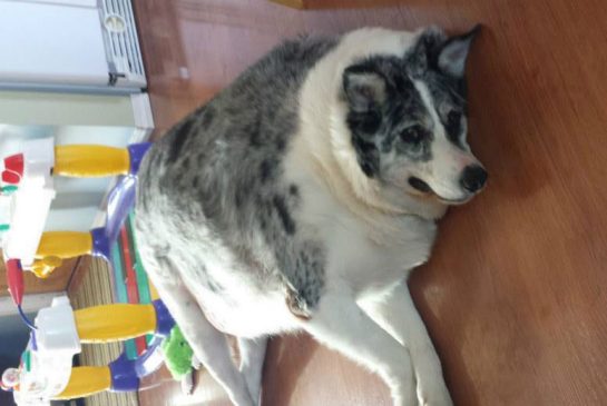Dog loses 100 pounds