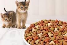 Canned vs Dry pet food