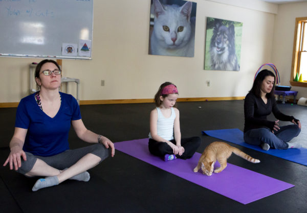 Yoga classes with cats