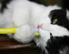 Cat Brushing Teeth