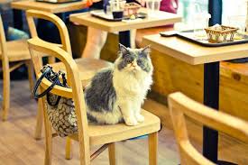 Cat Cafe