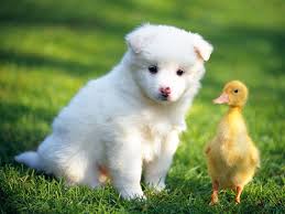 Chicken with teeth and dog with tapeworms