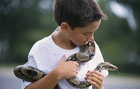 Reptiles can give children salmonella