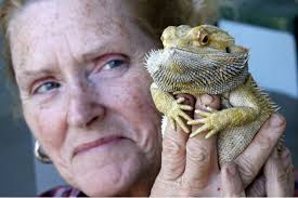 Lady gives bearded-dragon CPR