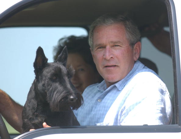 Dogs on Laps While Driving