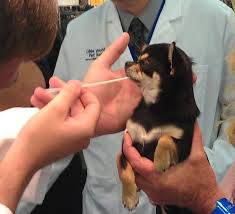 DOG DNA TEST on Animal Radio®