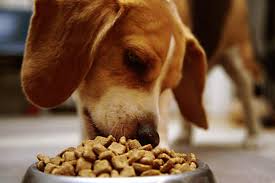 Picking the right pet food