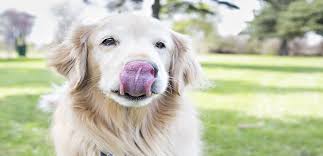 Dog lick