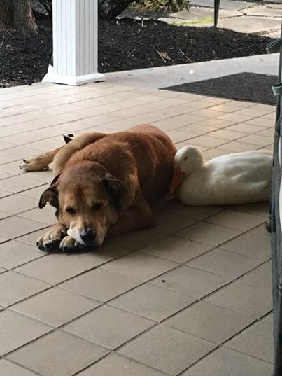 Duck befriends Dog