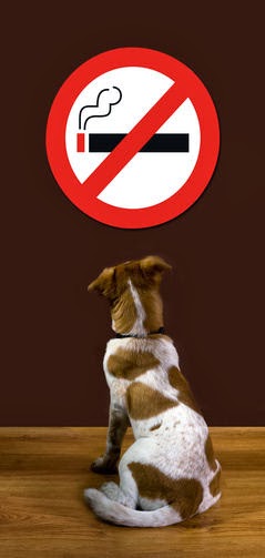 E-Cigarettes and Dog 