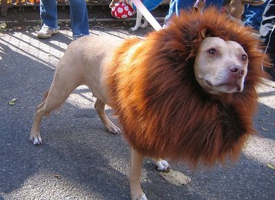 Halloween Lion Dog