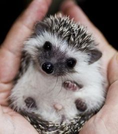 Hedgehogs can spread salmonella