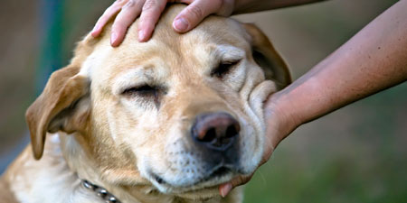 How to properly pet a cat or dog according to Dr. Marty Becker