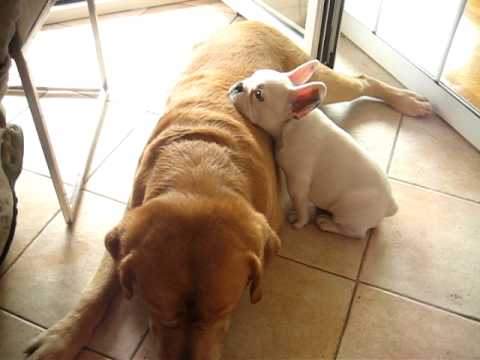 French Bulldog topples Lab