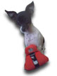 Ladybug the Animal Radio Stunt Dog with Fusace Purse