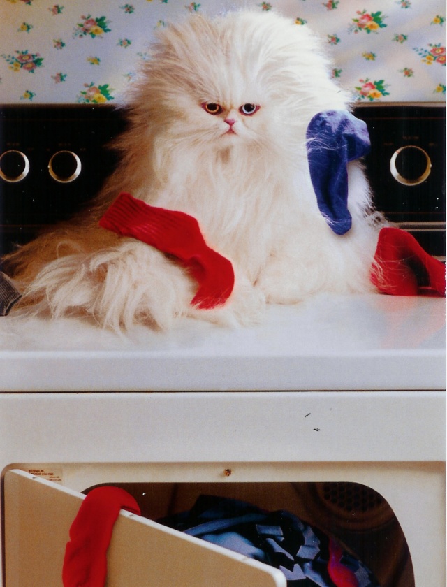 Laundry Cat