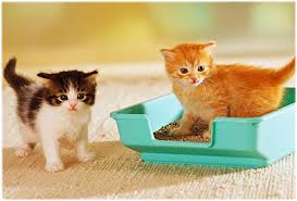 Litter Box issues solved