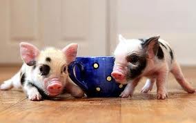 Micro Pigs