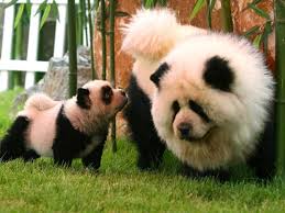 Panda Dogs on Animal Radio