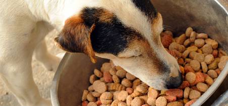 What is really in your pet food