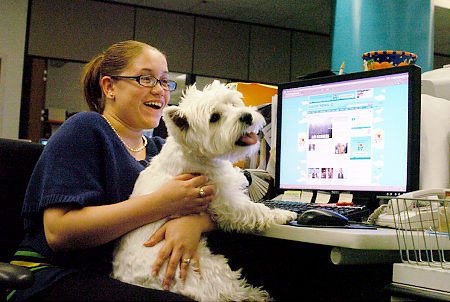 Pets at work