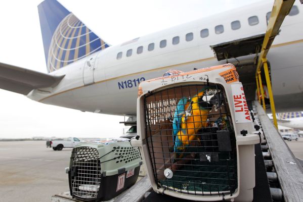 Pets on United Airlines