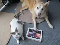 Pets destroy electronic devices
