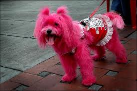 Use Kool-Aid to dye dog