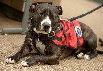 Pit bull service dogs being banned on Delta