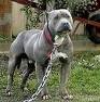 Pit Bull on Chain