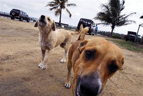 Puerto Rican Homeless Pets