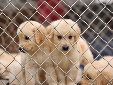 NY Upholds Restrictions on Pet Sales