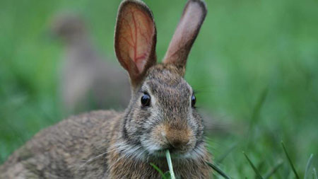 Duncan Hunter Campaign Funds Spent to Fly A Bunny