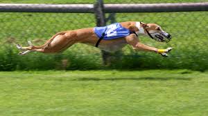 Greyhound racing banned