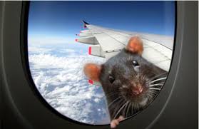 Stewardess Smuggles Rats