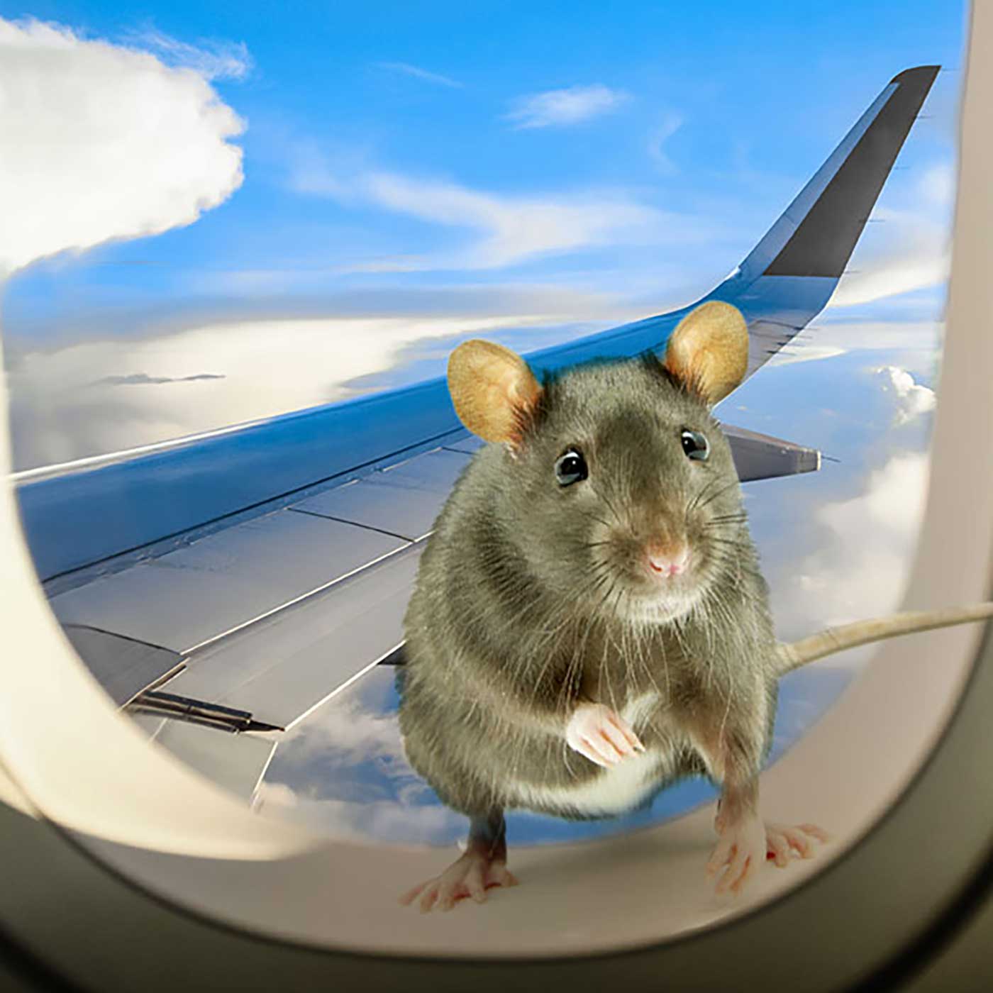 How Many Pets Are Too Many? - Rats Smuggled In Stewardess’ Undies. How Many Pets Are Too Many? - Rats Smuggled In Stewardess’ Undies.