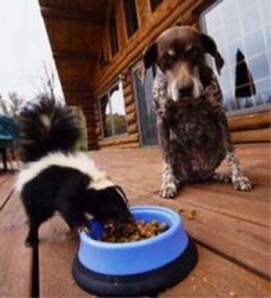 Dog seems to get along fine with Skunk